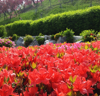 Seongsusan Park-富川市必去景点