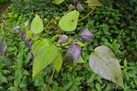 Sauener Wald-Rietz-Neuendorf必去景点