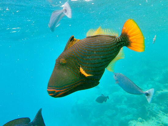 比亚户岛度假村主图