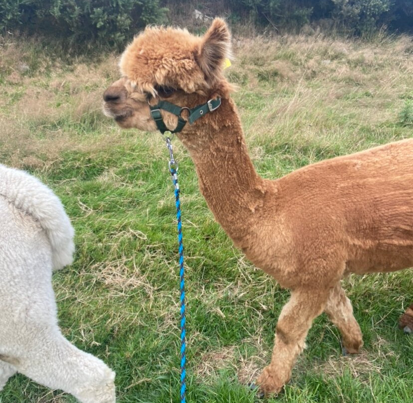 K2Alpacas-Wicklow必去景点