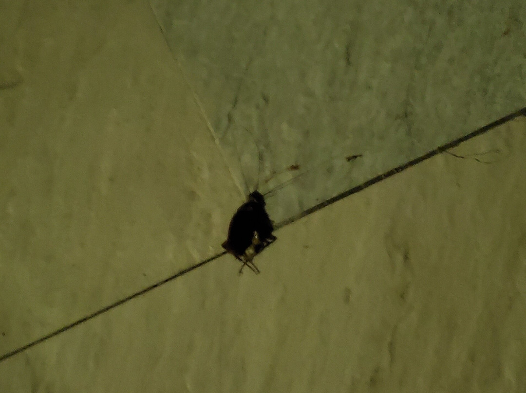 伊贝罗斯塔玫瑰堂海滩全包酒店主图