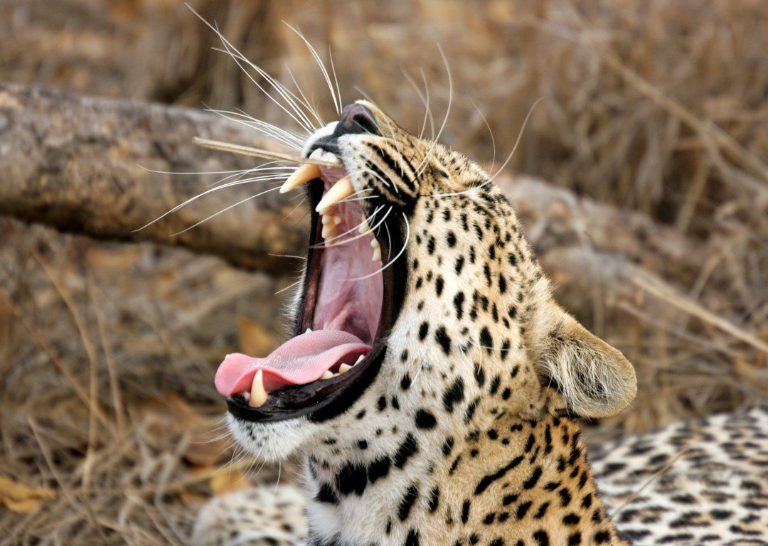 Select Sri Lanka Holidays-卡卢特勒必去景点