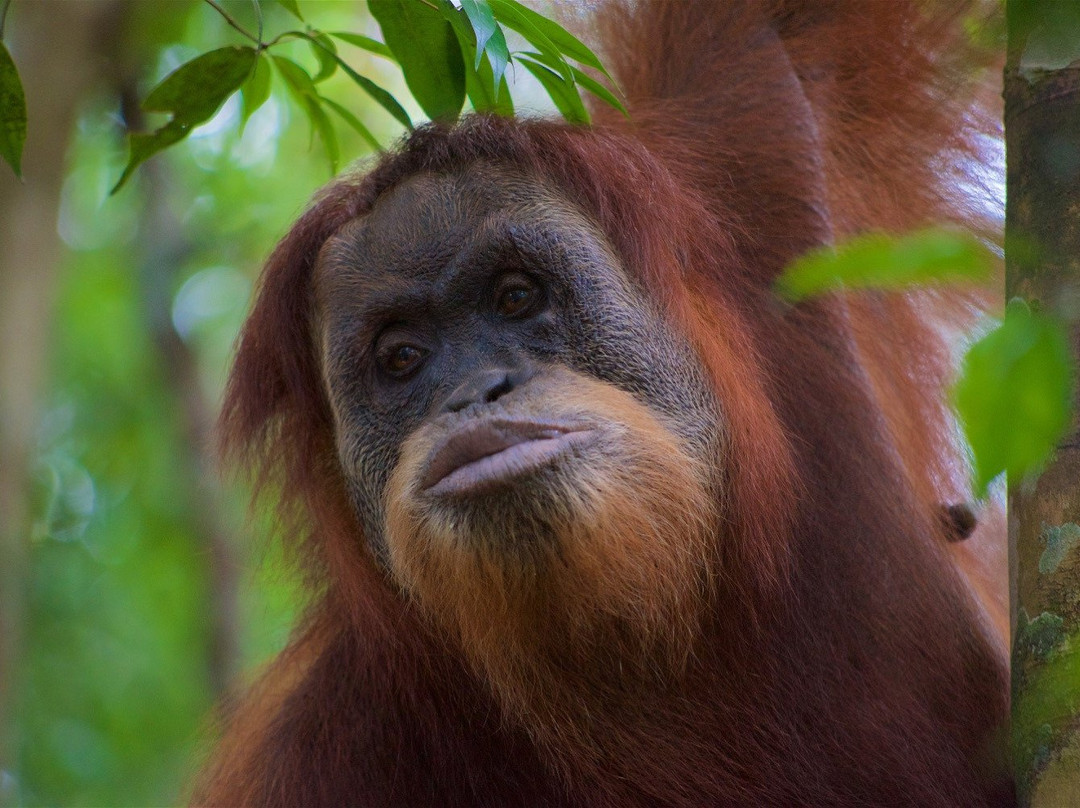 Thomas Jungle Tours-武吉拉旺必去景点