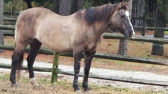 Chincoteague Pony Centre景点图片