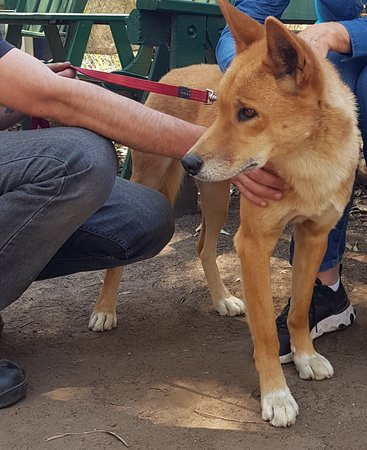 Dingo Sanctuary-Bargo必去景点
