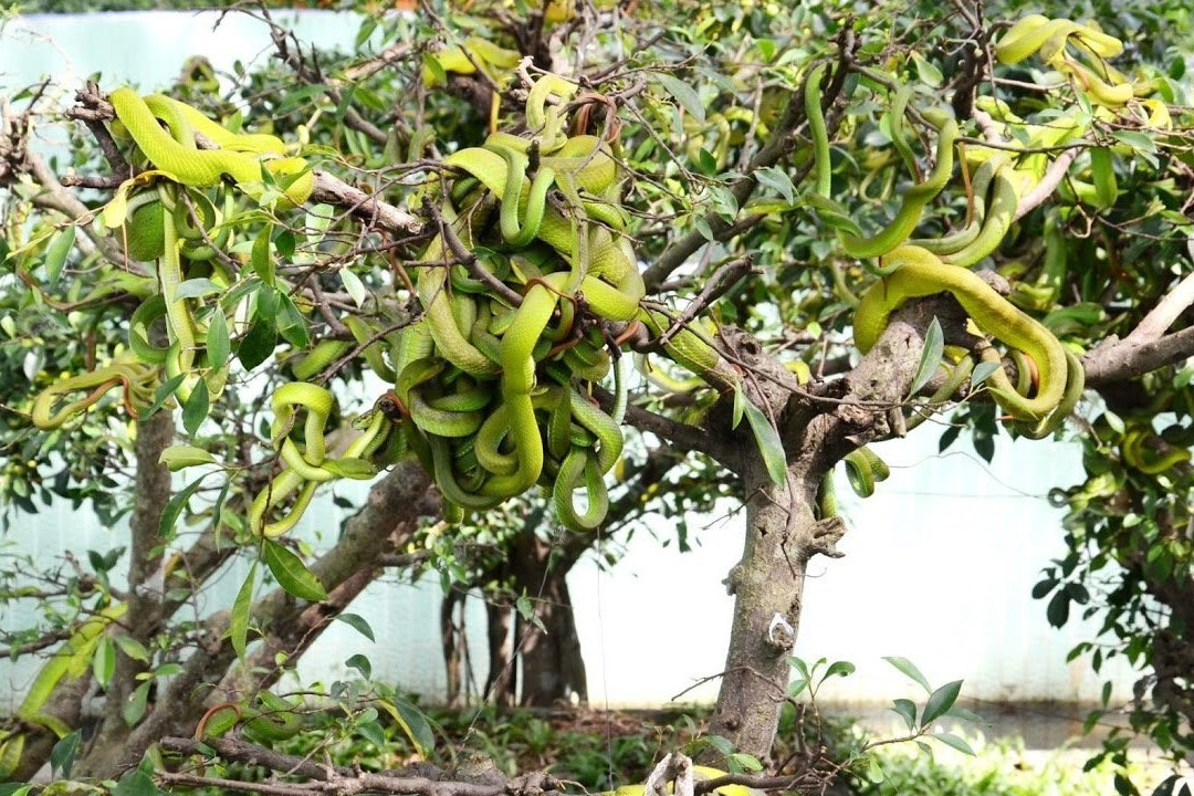 Dong Tam Snake Farm景点图片