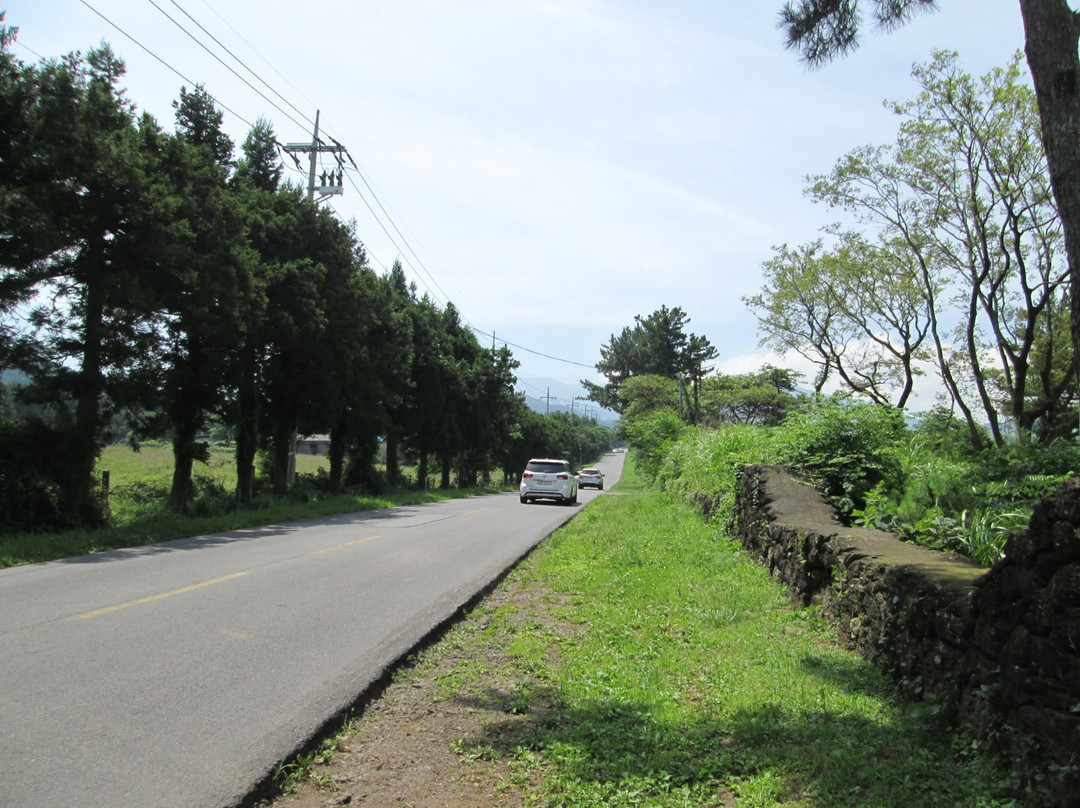 济州岛神奇之路景点图片