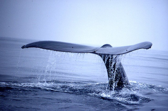 Ocean Explorers-美蕊沙必去景点