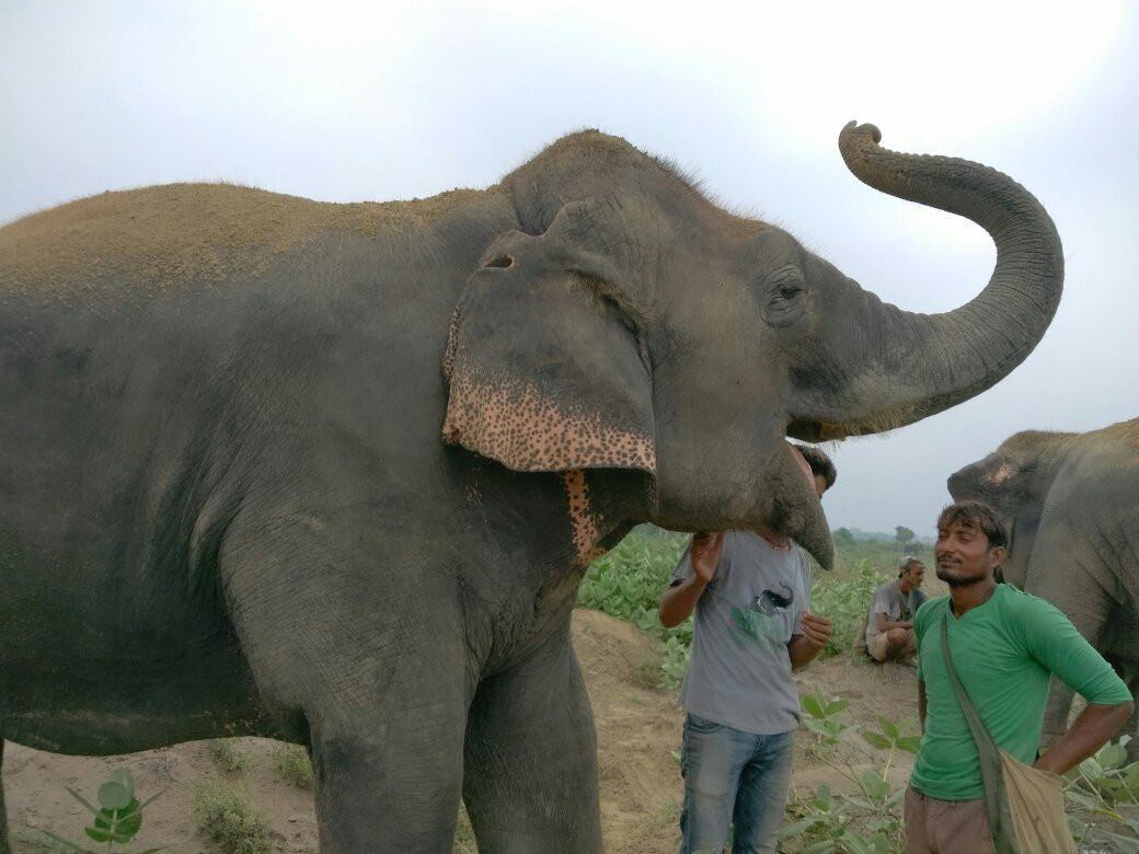 Elephant Conservation & Care Center景点图片