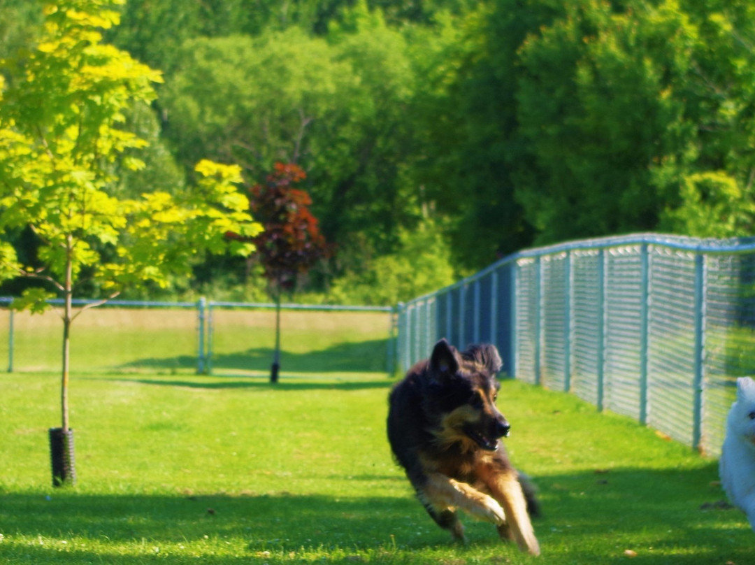 Beautiful Joe’s Leash-free Dog Park景点图片