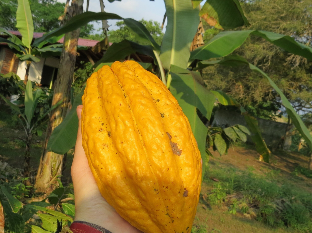 Finca Samkhya - Camping-Chocolate-Agroecologia