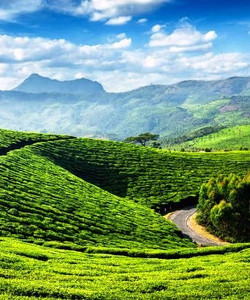 Tea Gardens景点门票图片