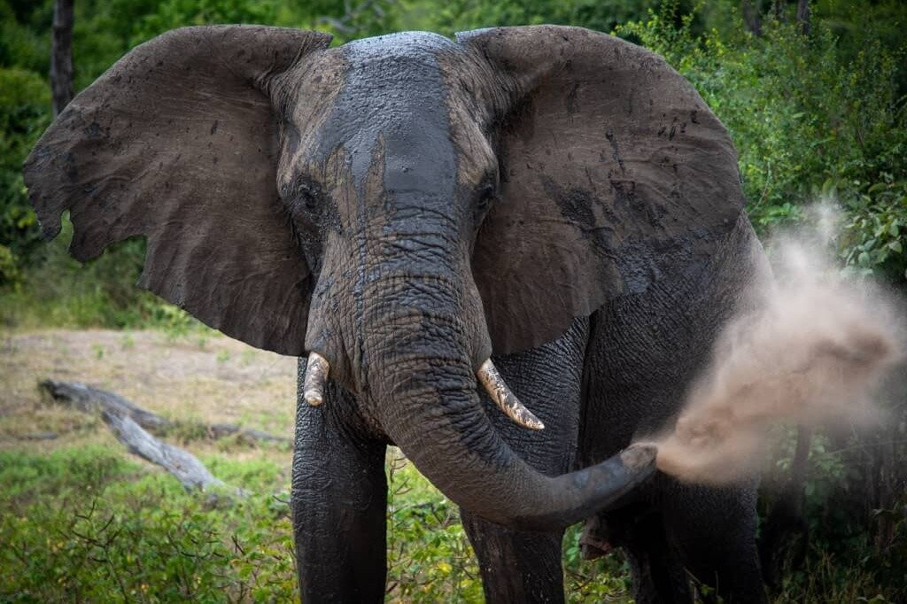 Dewclaw Eco Tours and Safaris Ltd 2.0