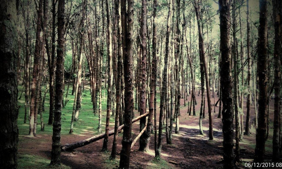 Pine Forest景点图片