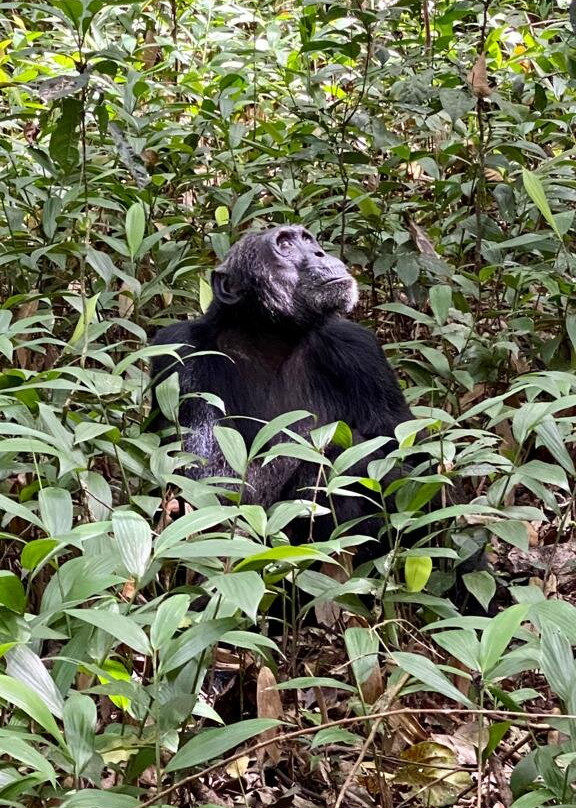 Kibale Forest National Park景点图片