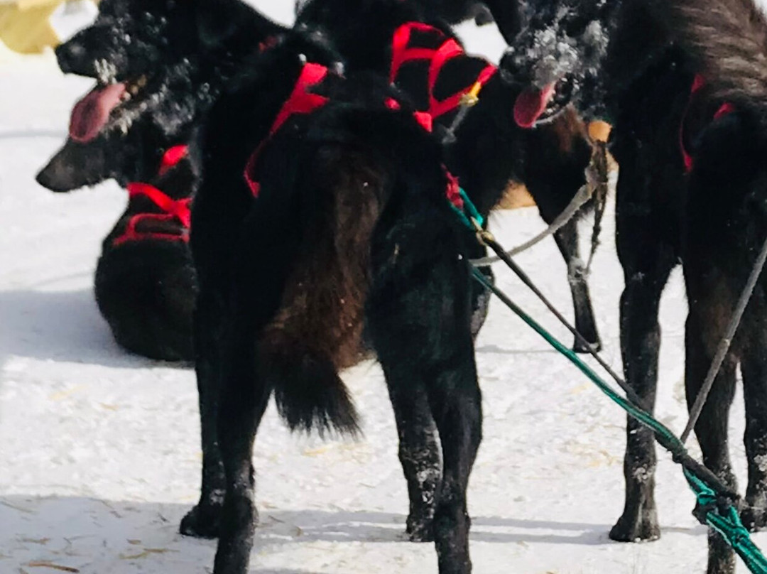 White Wilderness Sled Dog Adventures-伊利必去景点