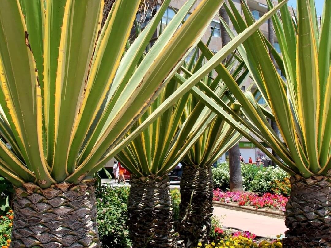 Paseo Maritimo de Estepona-埃斯特波纳必去景点