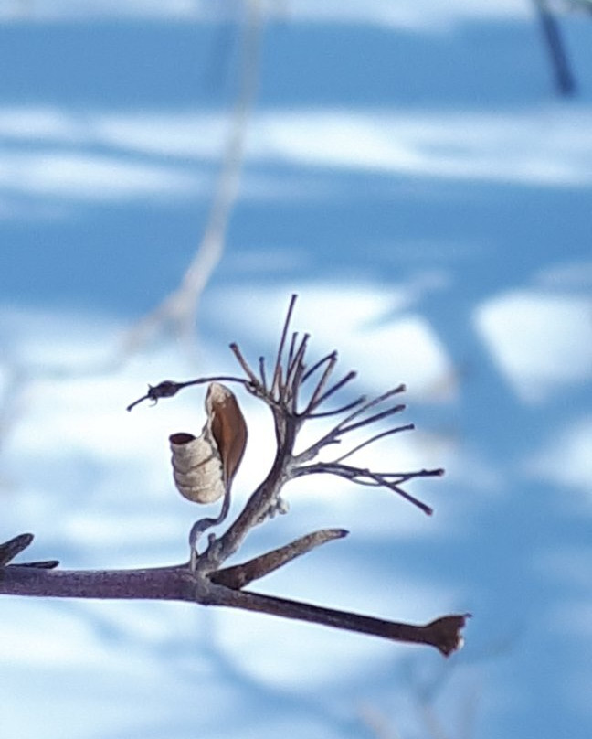 Old Market Square-温尼伯必去景点