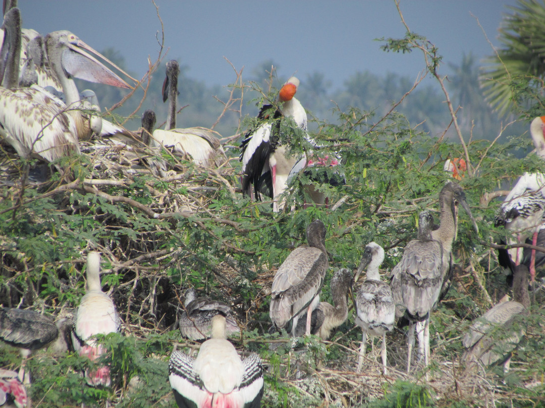 Kolleru Bird Sanctuary景点图片