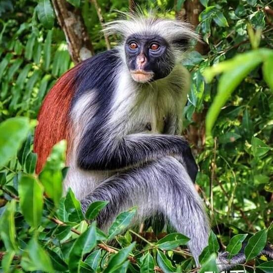 Jozani Chwaka Bay National Park-桑给巴尔岛必去景点