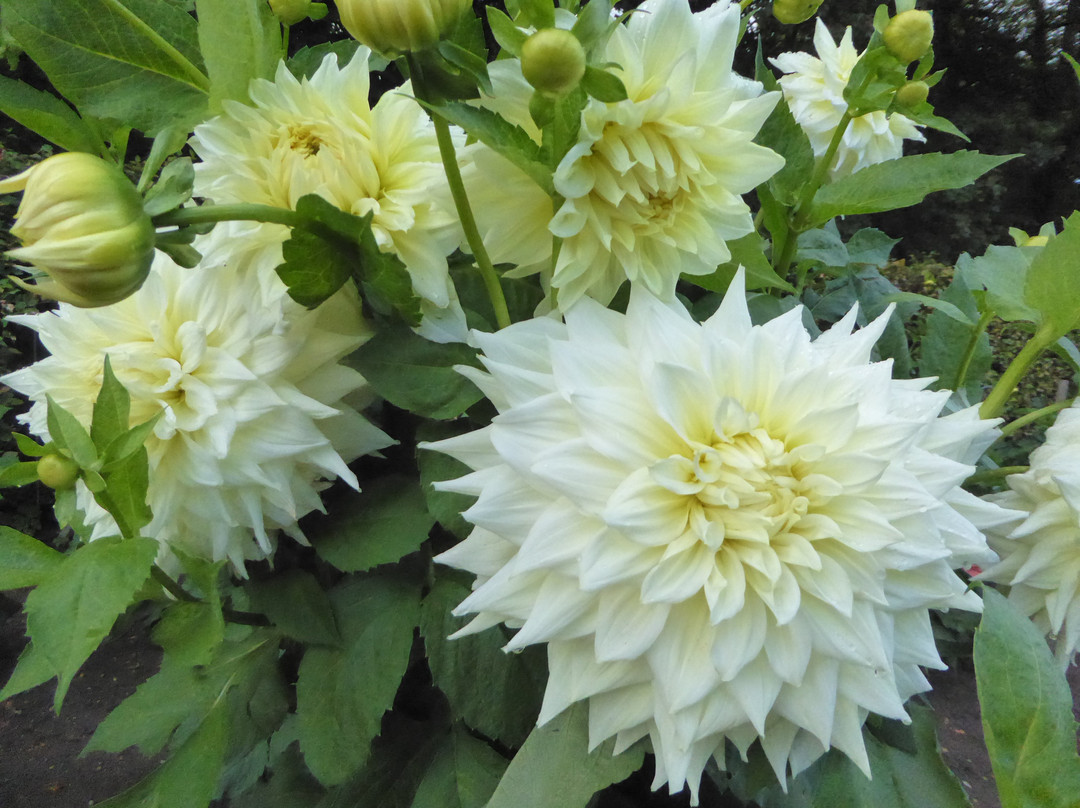 Dahliengarten-汉堡必去景点