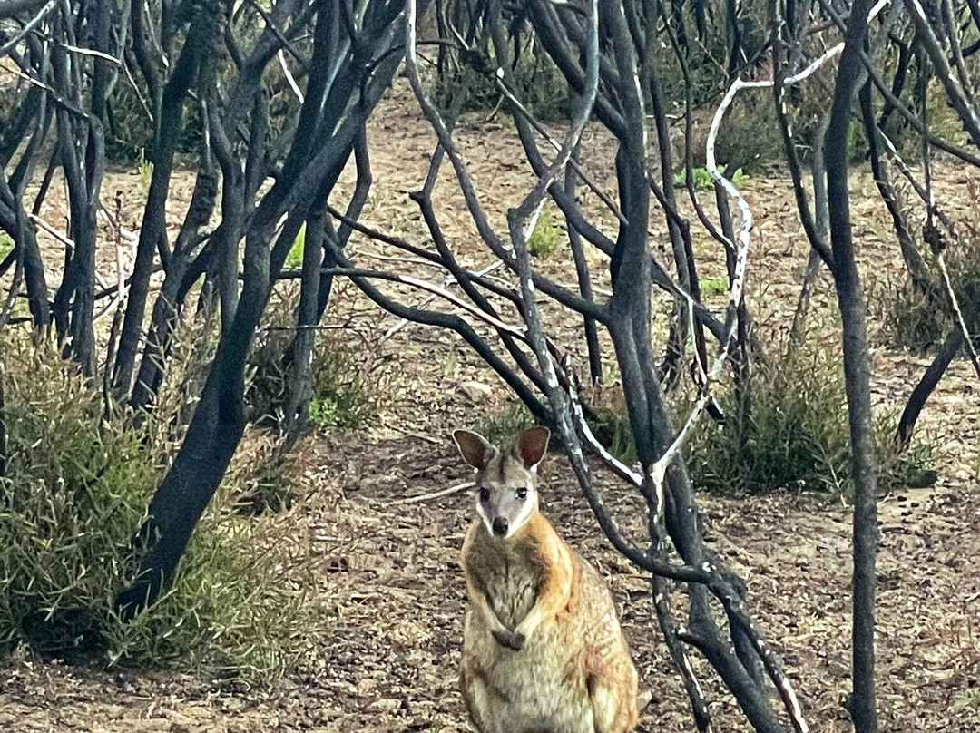 Hanson Bay Wildlife Sanctuary-Hanson Bay必去景点