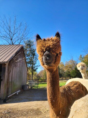 Chickadee Hill Alpacas Yarn Boutique and Farm-Rushville必去景点