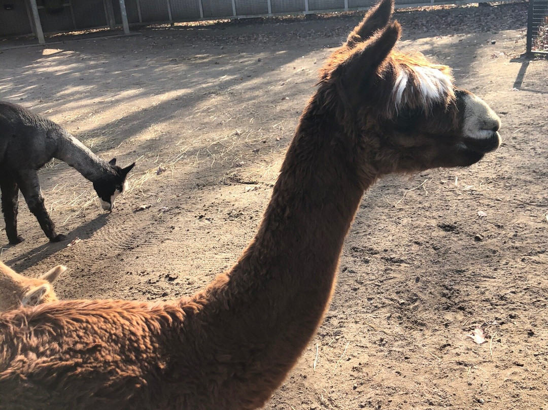 Potter Park Zoo-兰辛必去景点