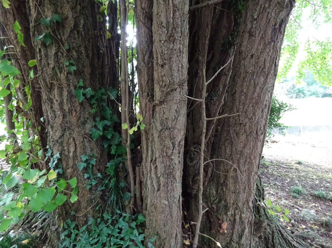 Chichibuhime no Maidenhair Tree-皆野町必去景点