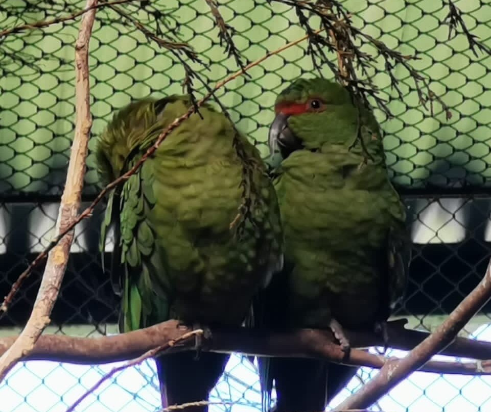 Romahue-巴拉斯港必去景点