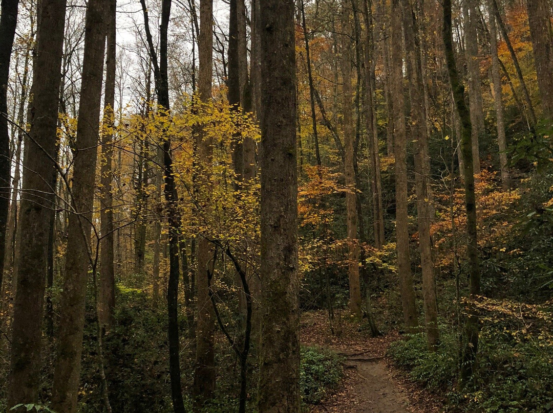 Moore Cove Falls景点图片