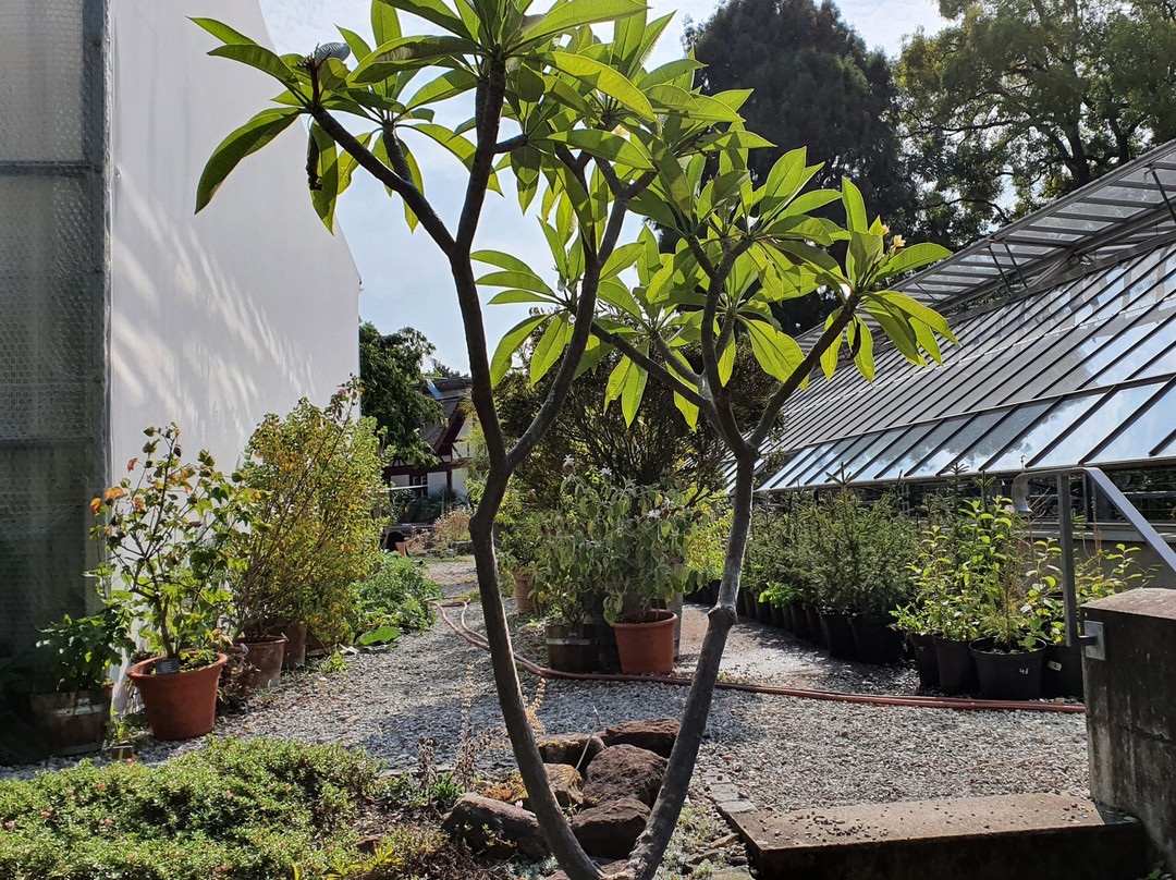 Botanischen Garten der Universität Basel-巴塞尔必去景点