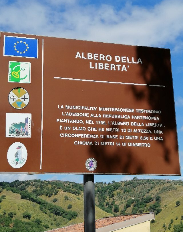 Olmo Storico Di Montepaone景点图片