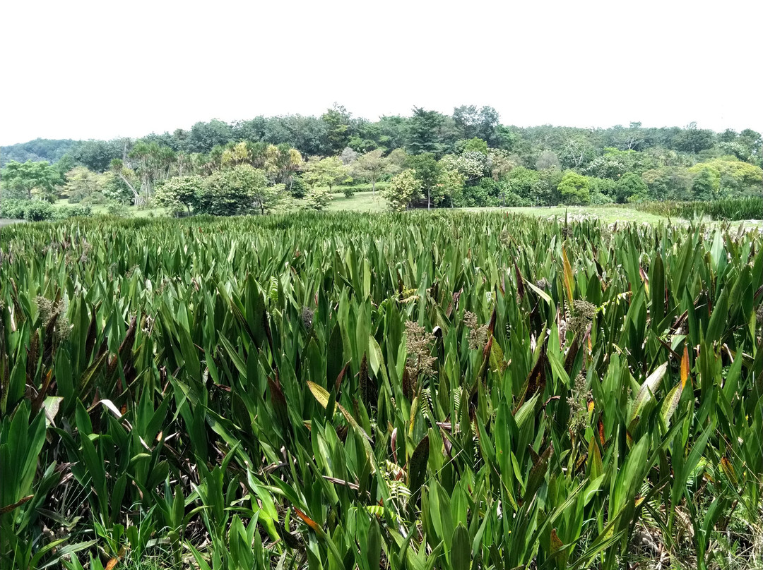 Putrajaya Wetlands Park-太子城必去景点