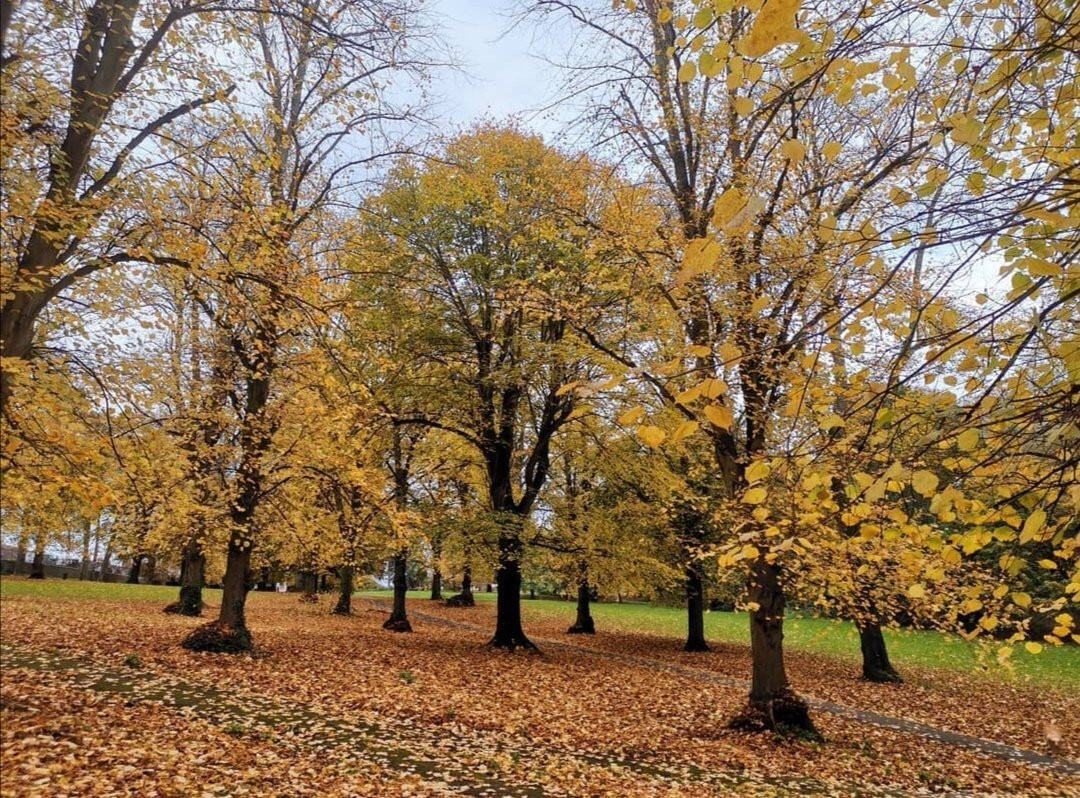 Ashcombe Park-滨海韦斯顿必去景点