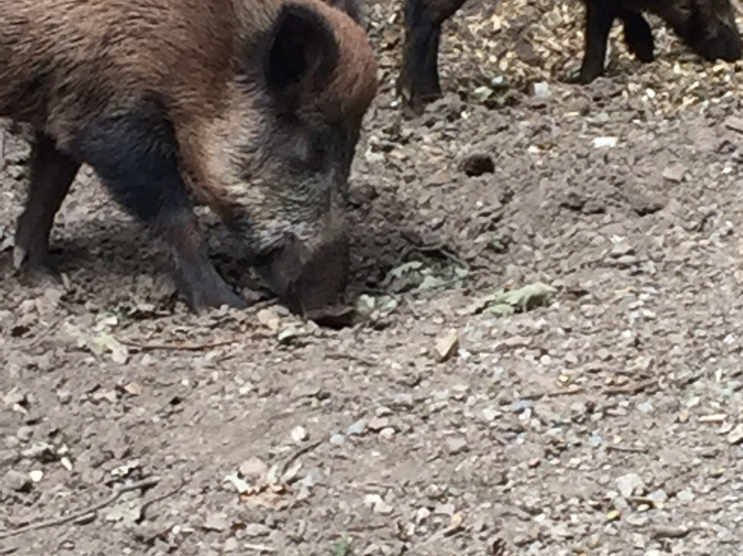 Hochwildpark Rheinland景点图片