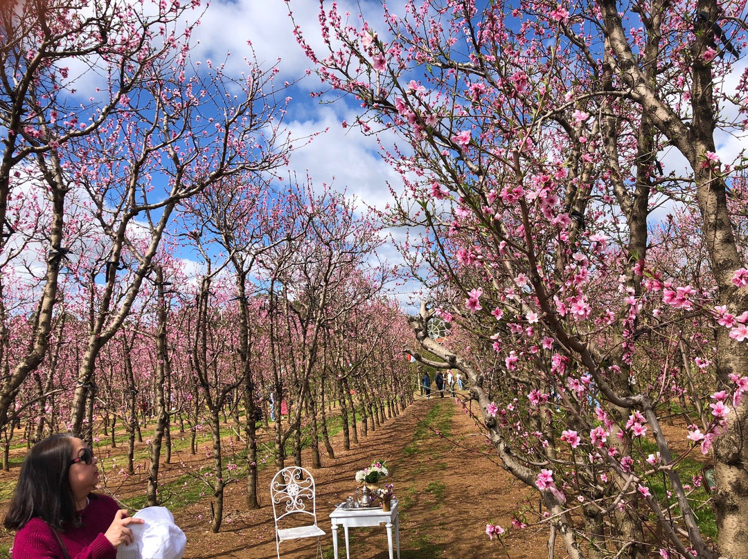 S&R Orchard Perth景点图片