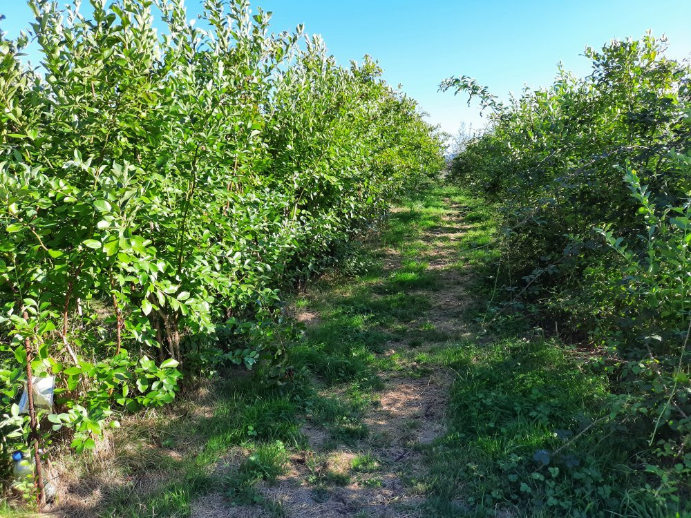 Walden Berries景点图片