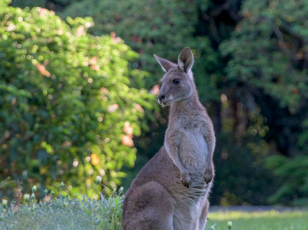 Ninderry Manor Luxury Retreat主图