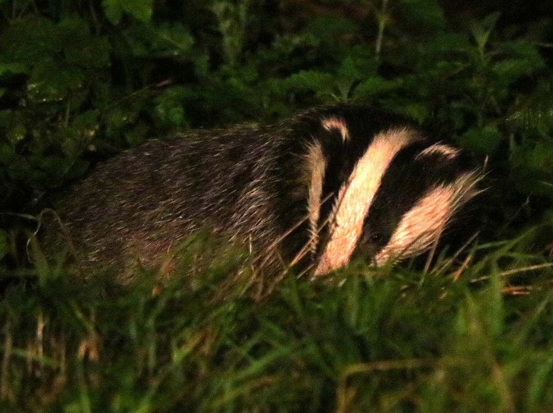 Badger Watch Dorset景点图片