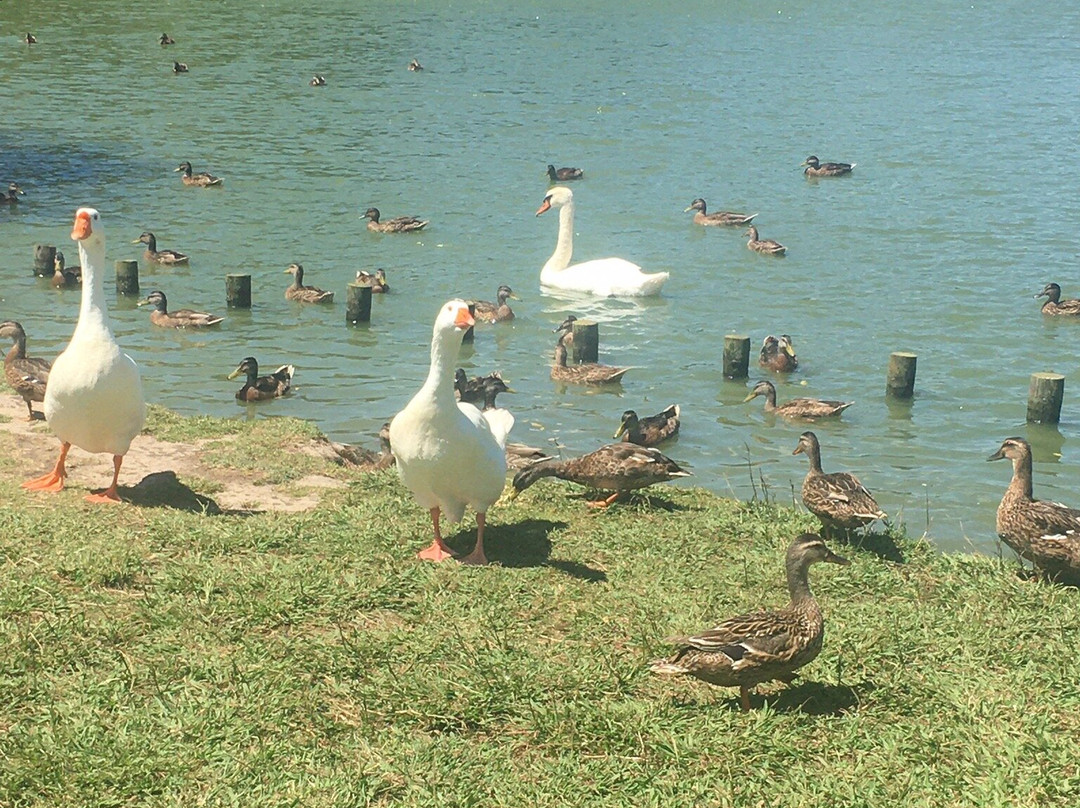 Parque da Cidade景点图片