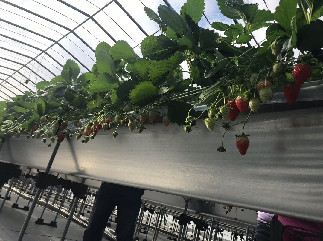 Ema Strawberry Picking Center-伊豆之国市必去景点