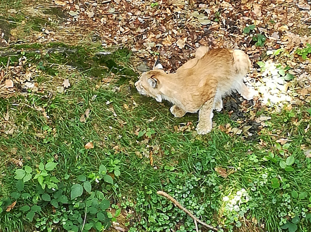 Wildpark Pforzheim-普福尔茨海姆必去景点