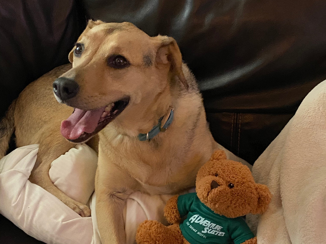 冒险套房酒店主图