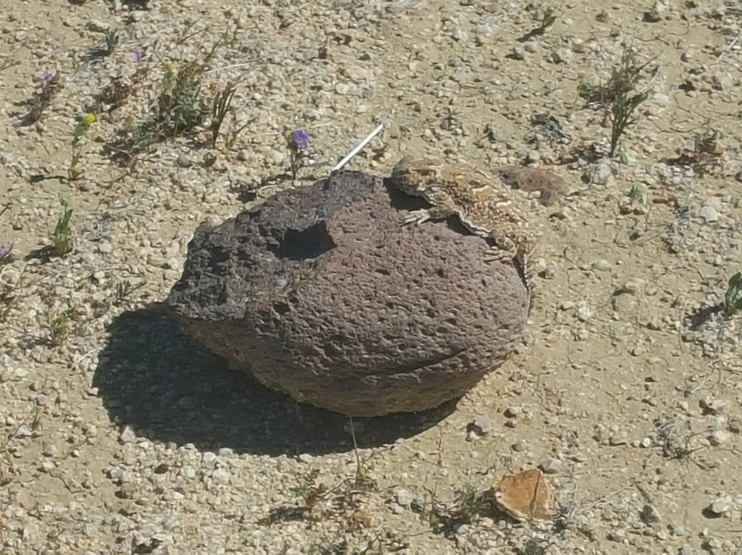 Desert Tortoise Natural Area-California City必去景点