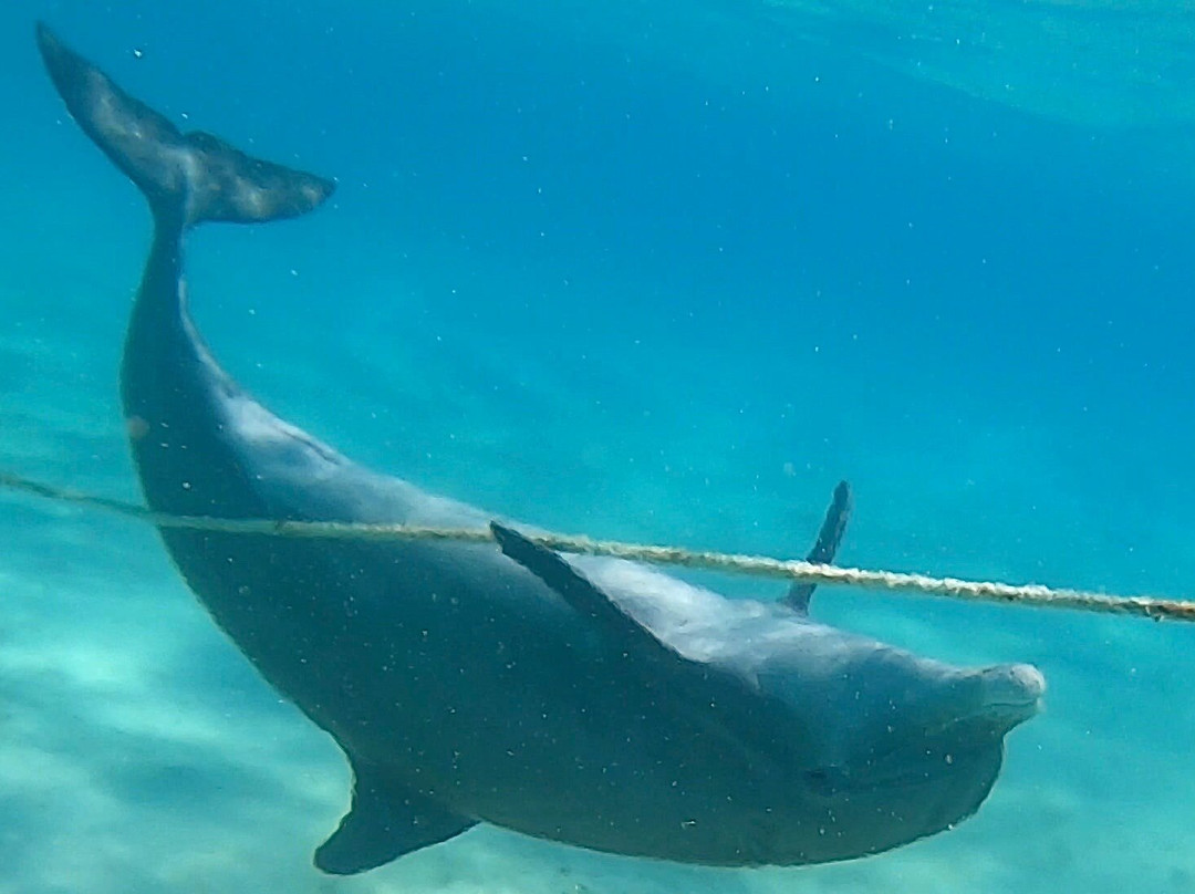 Panoply Sport Fishing & Luxury Charters-普罗维登西亚莱斯必去景点