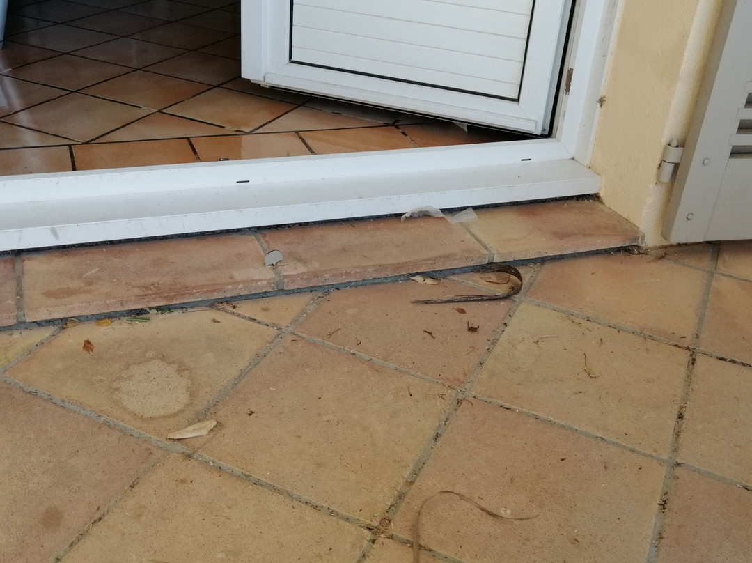 Résidence Odalys Référence La Palmeraie主图