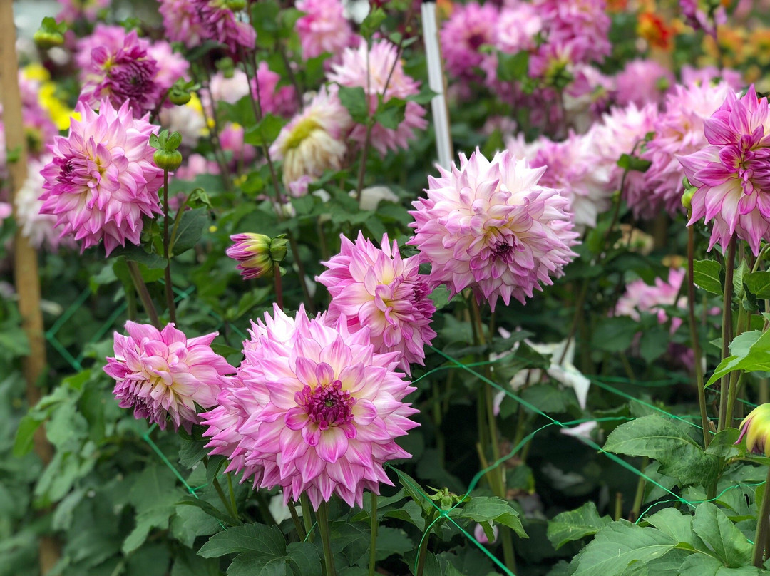 GIlberts Dahlia's景点图片