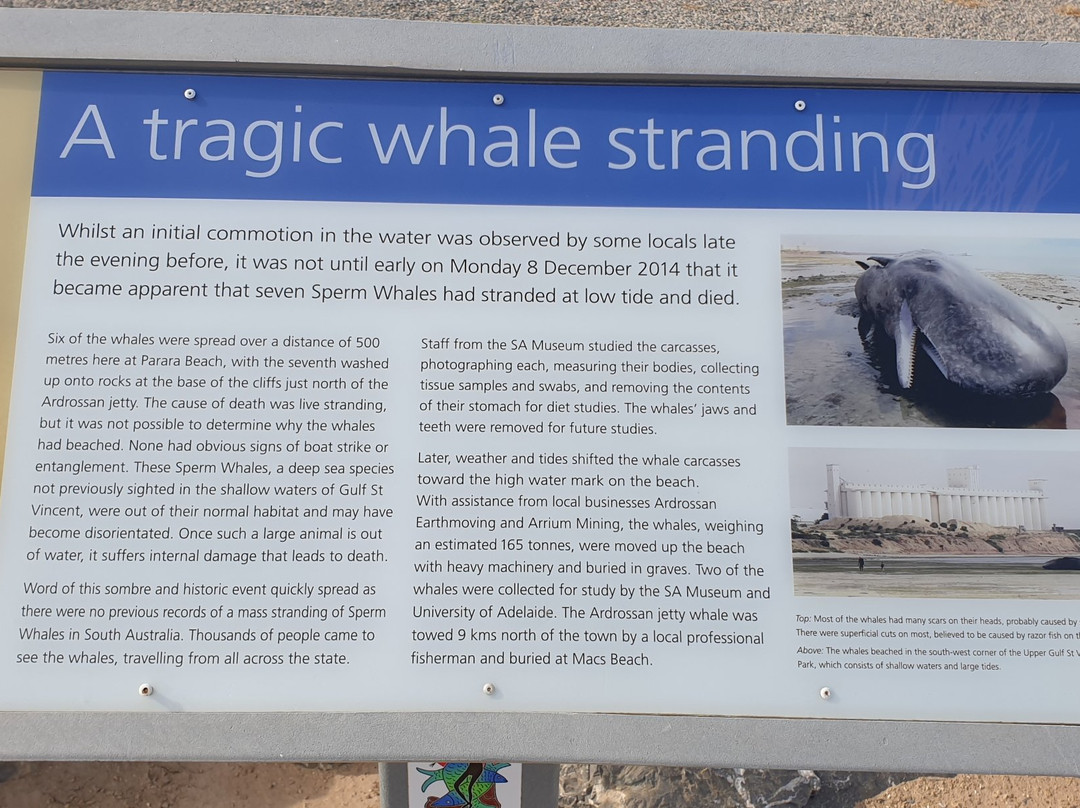 Sperm Whale Memorial景点图片