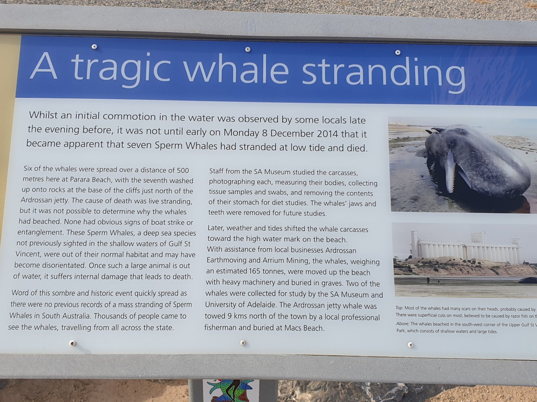 Sperm Whale Memorial